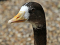 Bar-headed Goose x Greater White-fronted Goose hybrid